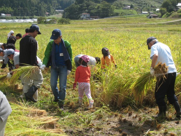 （島根県やさか産地交流イベントで稲刈り体験。他、北海道や九州など色々な産地で産地交流を行なっている。）