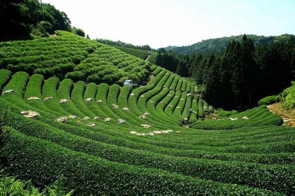 （緑豊かな山の斜面に広がる茶畑。宇治茶の主産地であり、「日本で最も美しい村」に認定されている。）